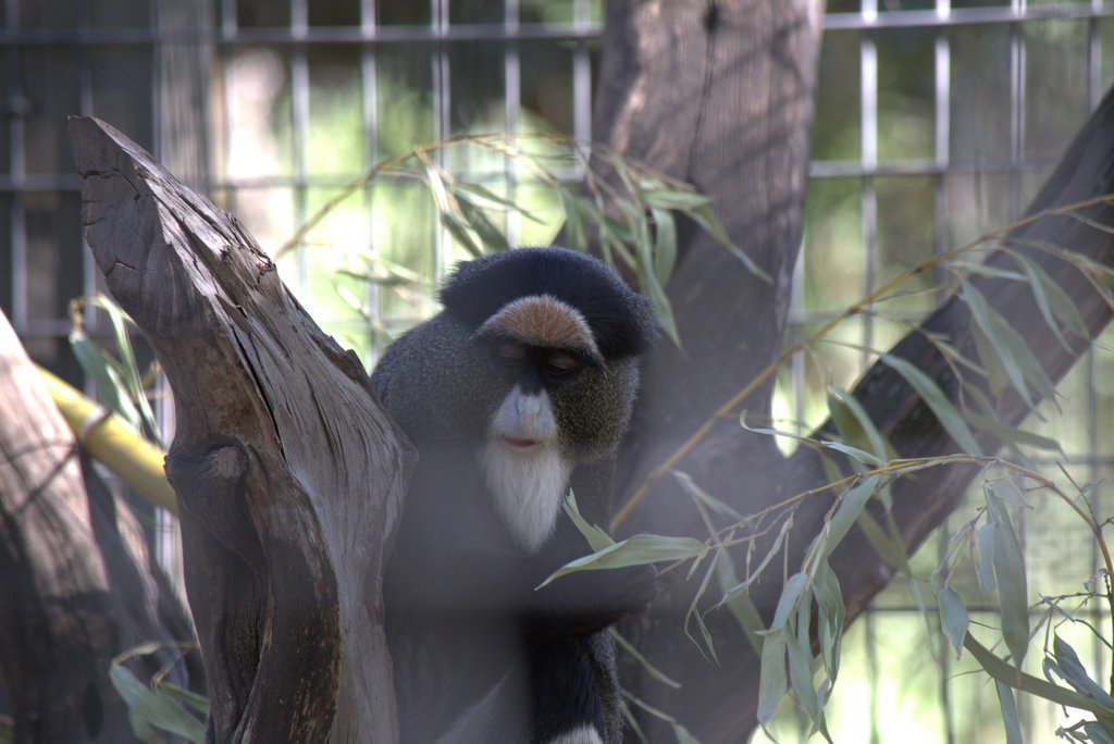 Monkey, De Brazza's - Safari West