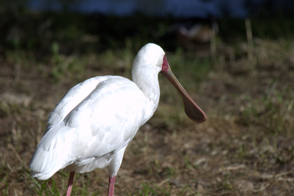 Ibis, Scarlet - Safari West